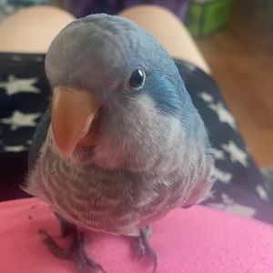 Meet your Posher, Daisy